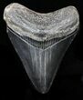 Juvenile Megalodon Tooth - Serrated Blade #58090-1